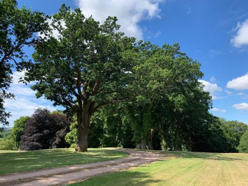 a tree in the middle of a grass field at The Old Stables in Salisbury