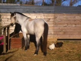 a horse and a dog standing next to a fence at Le Mazet Chambre d'Hôtes in Mauguio