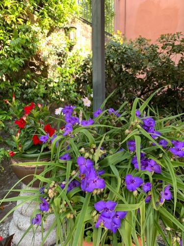 a group of purple flowers in a garden at La Valletta Relais in Bergamo