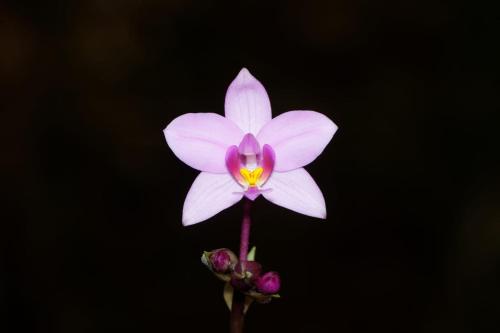 a pink flower on a stem with buds at Estación Biológica Las Cruces y Jardín Botánico Wilson in San Vito
