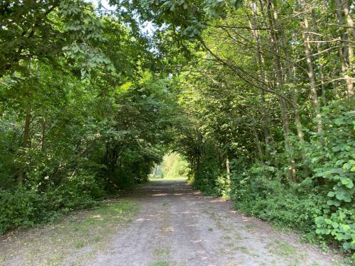 a dirt road through a tunnel of trees at huisje in zeeland helemaal gerenoveerd in Sint Annaland