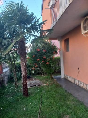 a palm tree in a yard next to a house at Hostel Dragana in Podgorica