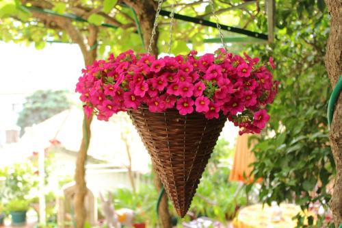 a basket of pink flowers hanging from a tree at Guest House Tomanovic in Herceg-Novi