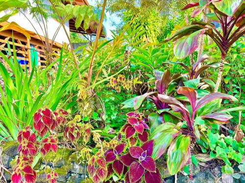 a garden with many different types of plants at Puna Zen Botanical Garden Retreat in Keaau