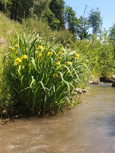 a bunch of plants in the water next to a river at White wood tiny house in Darney