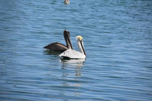 two pelicans swimming in a body of water at Pelican's Roost, Waterfront comfort at Venture Out in Cudjoe Key