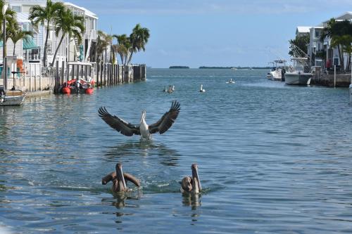 two birds swimming in a body of water at Pelican's Roost, Waterfront comfort at Venture Out in Cudjoe Key