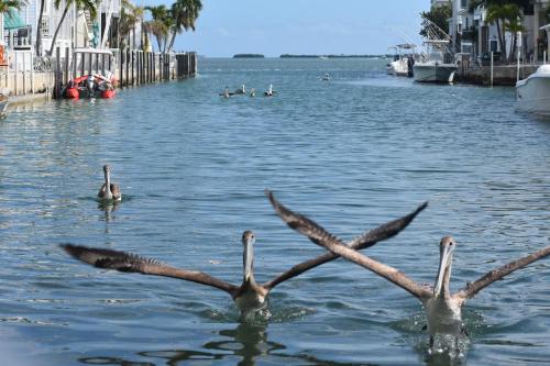 two birds in the water with their wings out at Pelican's Roost, Waterfront comfort at Venture Out in Cudjoe Key