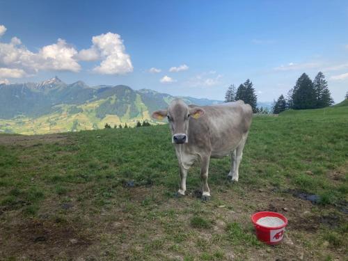 a cow standing in a field with a red bucket at Wies in Stein