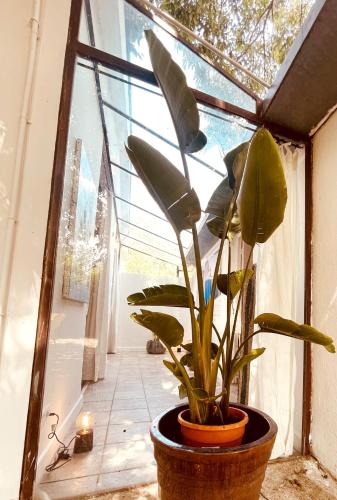 une plante dans un pot assise dans une fenêtre dans l'établissement Le patio, jardin privatif, tennis, à Nîmes