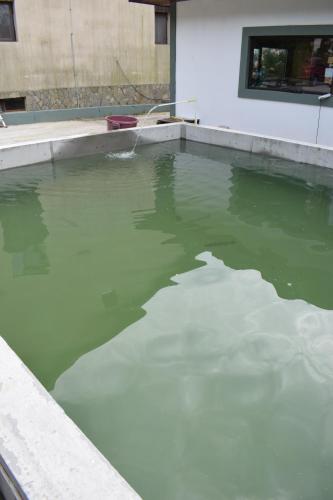 una piscina de agua verde frente a un edificio en Pensiunea Arido, en Cornu de Jos