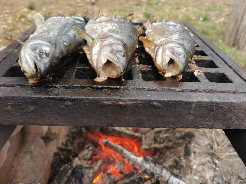 three fish on a grill over a fire at Maringotka Lesní Mlýn in Nový Rychnov