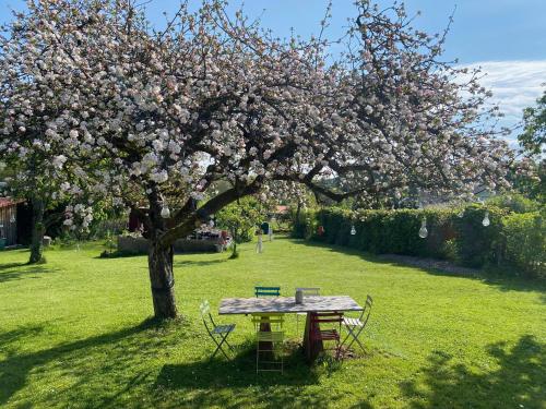 a table and chairs under a tree in a yard at Tiny House 47 in Egloffstein