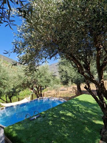 a swimming pool in a yard with a tree at maison du olival in Vacalar