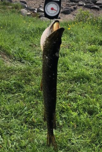 a fish holding a frisbee in its mouth at In the middle of Trysilfjellet - Welcome Center - Apartment with 3 bedrooms - By bike arena and ski lift in Trysil