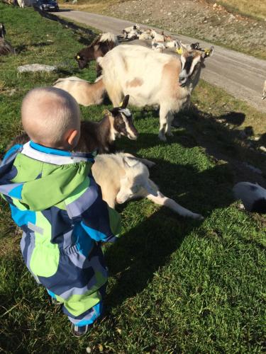 a baby watching a herd of sheep in the grass at In the middle of Trysilfjellet - Welcome Center - Apartment with 3 bedrooms - By bike arena and ski lift in Trysil