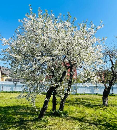 two trees with white flowers on them in a field at Villa Blue Heaven Pärnu in Pärnu