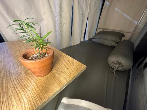 a potted plant sitting on a table in a tent at Home Tea An Yên Dorm in Ho Chi Minh City