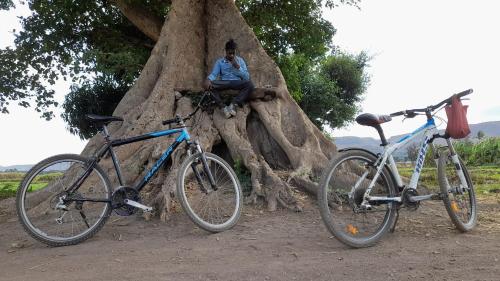 deux vélos garés à côté d'une personne assise sur un arbre dans l'établissement ArushaLand homestay, à Arusha