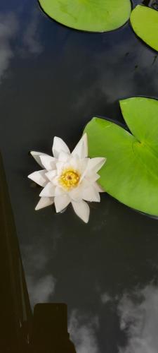 a white flower in the water next to green leaves at Casa orizont in Sulina