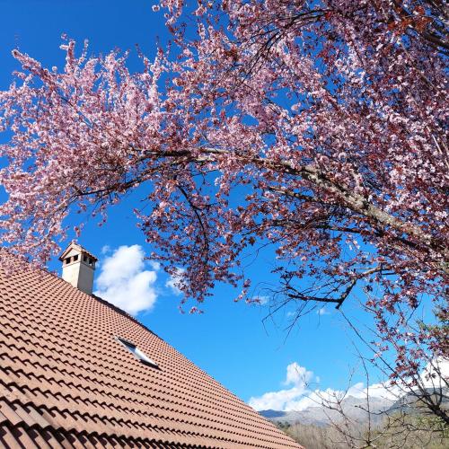 a tree with pink flowers next to a building at Puente Canto de Gredos in Arenas de San Pedro