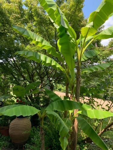 a banana tree with large green leaves in a garden at Gîte La Louisiane in Salies-de-Béarn