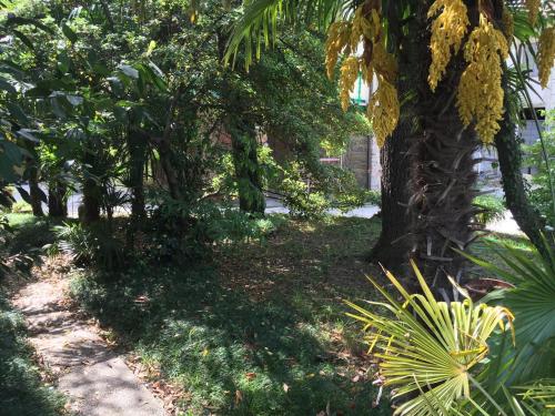a garden with a palm tree and a sidewalk at Villa Rosi in Cormòns