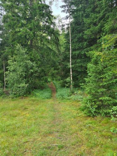 a dirt road in the middle of a forest at Stuga i naturen in Simlångsdalen