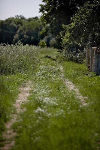 a dirt road in the middle of a field of grass at Señorío de Los Bazán in Palacios de la Valduerna
