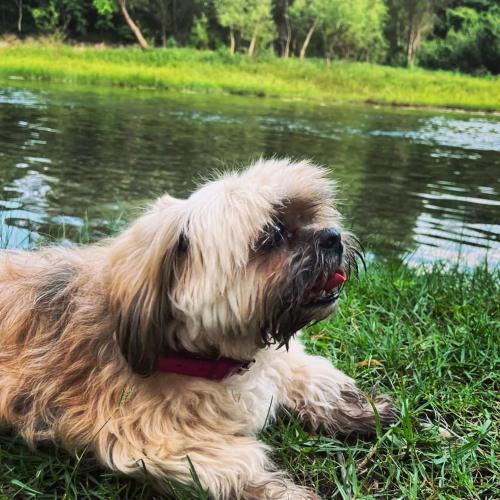 a dog laying in the grass next to a body of water at Cabañas Mannan in Tanchachín