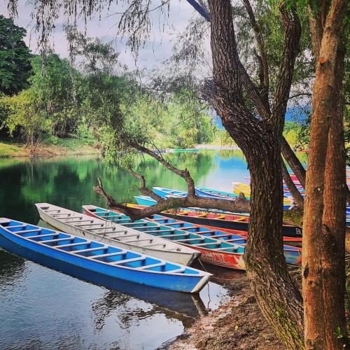 a row of boats sitting in the water next to a tree at Cabañas Mannan in Tanchachín