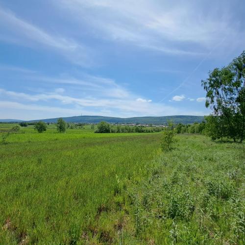 a field of green grass with a tree in the middle at Domek letniskowy Smreczyny Bobra in Jeziorko