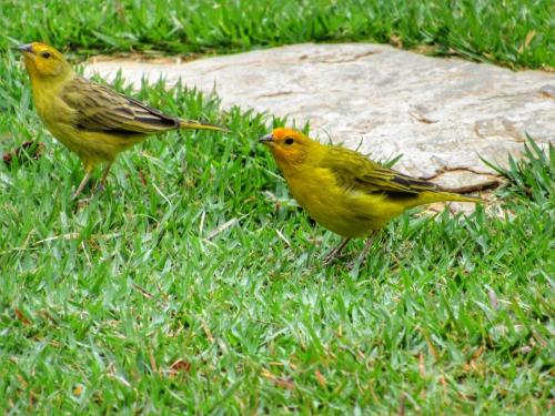 two yellow birds are standing in the grass at Pousada Sr. Ivan in Serra do Cipo