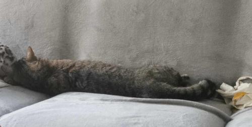 a cat laying on its back on a couch at Chez Frédéric in Saint Malo