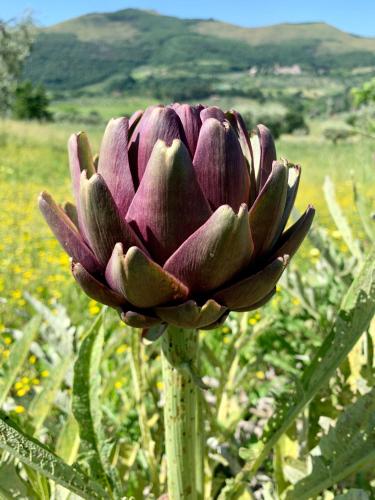 a purple flower on a plant in a field at Agriturismo La Terrazza su Farfa in Castelnuovo di Farfa
