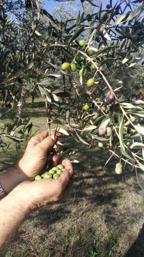 a person holding a bunch of green fruit on a tree at Agriturismo La Terrazza su Farfa in Castelnuovo di Farfa