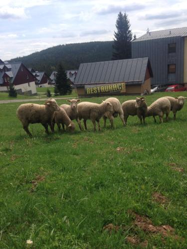 a herd of sheep grazing in a field of grass at Pension Horske Zatisi in Horni Misecky