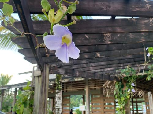 a purple flower hanging from the ceiling of a building at Island Paradise Resort Club in Koror