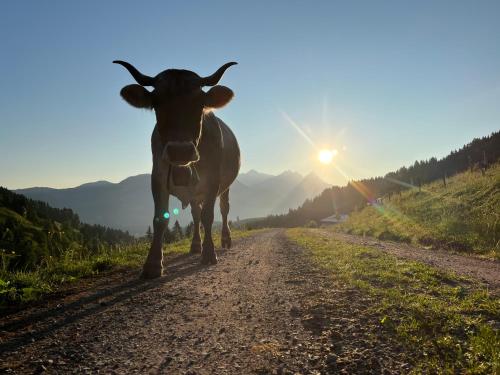 a cow standing in the middle of a dirt road at Bioberghof Rohr in Fieberbrunn