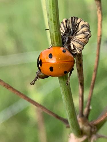 Afbeelding uit fotogalerij van Insolite avec piscine Au Bonheur Comtois in Ronchamp