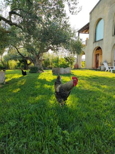 a chicken standing in the grass in front of a house at La finestra sul limone in Castelvetrano Selinunte