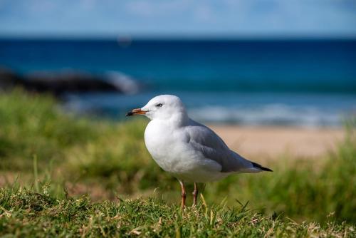 Gallery image of Fayes Coastal Nest in Kiama