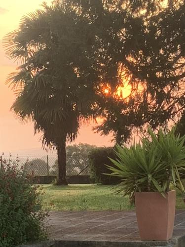 a sunset in a park with a tree and plants at La Téoulère du Bas in Laguian-Mazoux