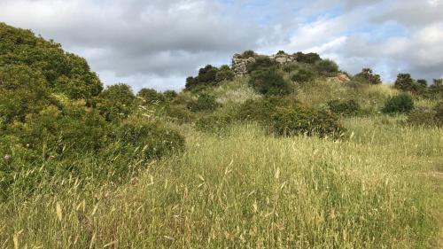 a field of tall grass with a hill in the background at Casa Busciana in Olmedo