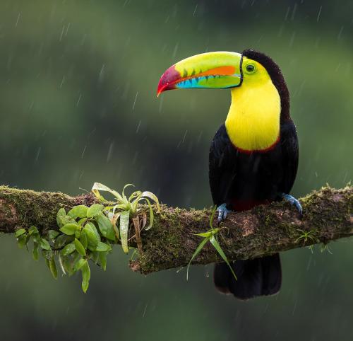 a toucan sitting on a branch in the rain at Lakeview Arenal 1 Bed Suite, Communal Pool & Gym - 2024 Traveller Awards Winner in Tronadora