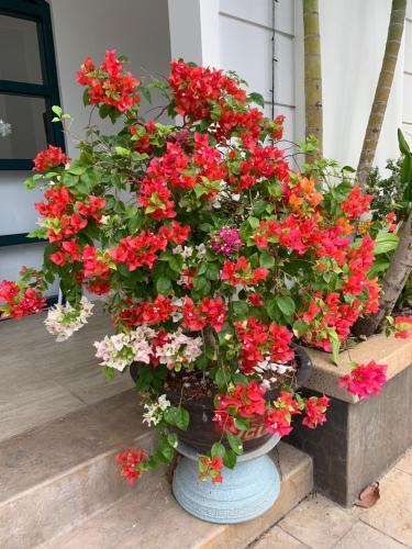 a pot of red and white flowers on a porch at Minh Anh Hotel in Phu Quoc