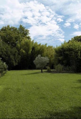 a green field with a tree in the middle of it at La bambouseraie de sulauze in Miramas