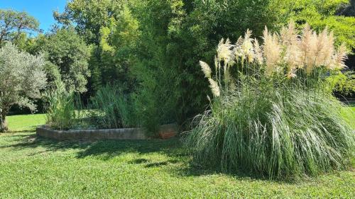 a group of tall grass in a yard at La bambouseraie de sulauze in Miramas