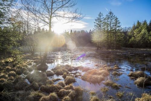a pond in a field with the sun shining at Homely Stay in a romantic lodging with sauna&gym in Münsing am Starnberger See