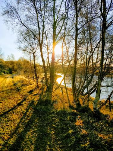 a group of trees with the sun in the background at Cluny Mains in Newtonmore
